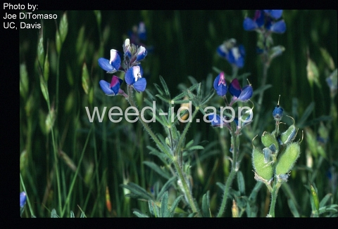 lupine, Lindley's annual